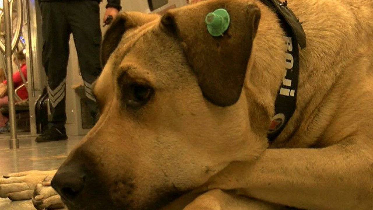 Boji'ye kalıcı yuva aranıyor