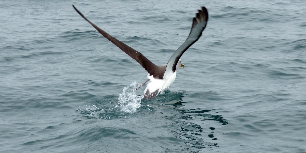 Albatroslar 'boşanıyor'... Sebebi, iklim krizi