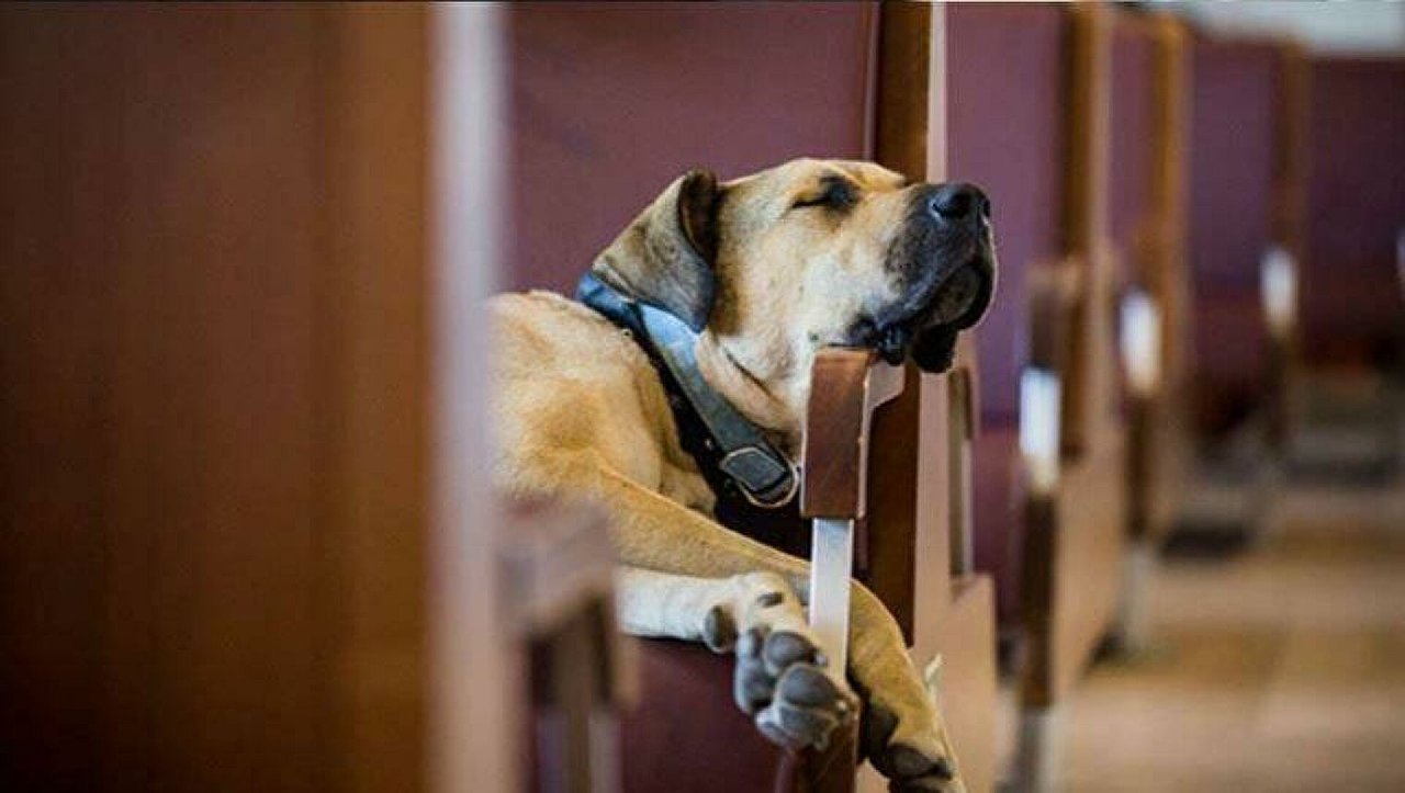 Ünlüler ve kurumlardan başvuru yağıyor: Boji'nin yeni yuvası neresi olacak?