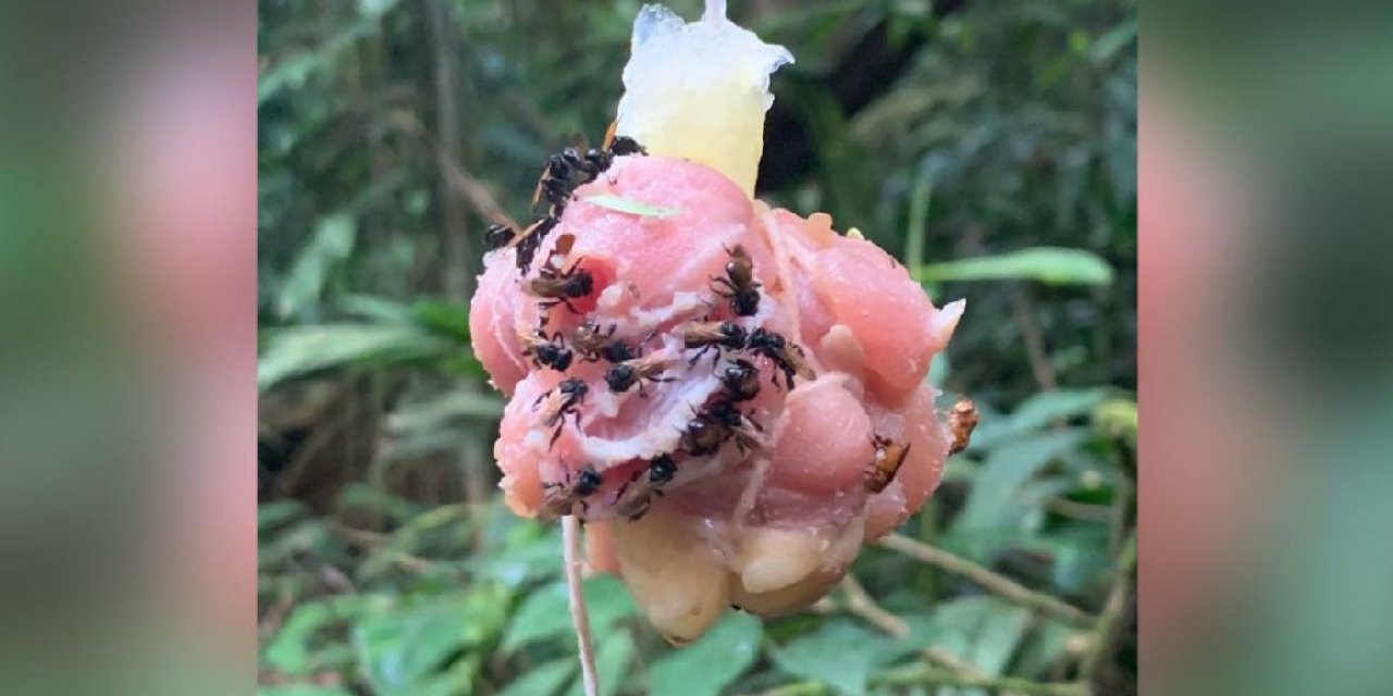 Akbaba arılarının alametifarikası ortaya çıktı: Bağırsakları sırtlanlar gibi