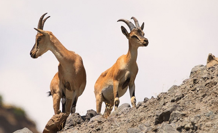 Av tuzağı: Yaban keçilerini avlamak için onlarca kulübe yapılmış