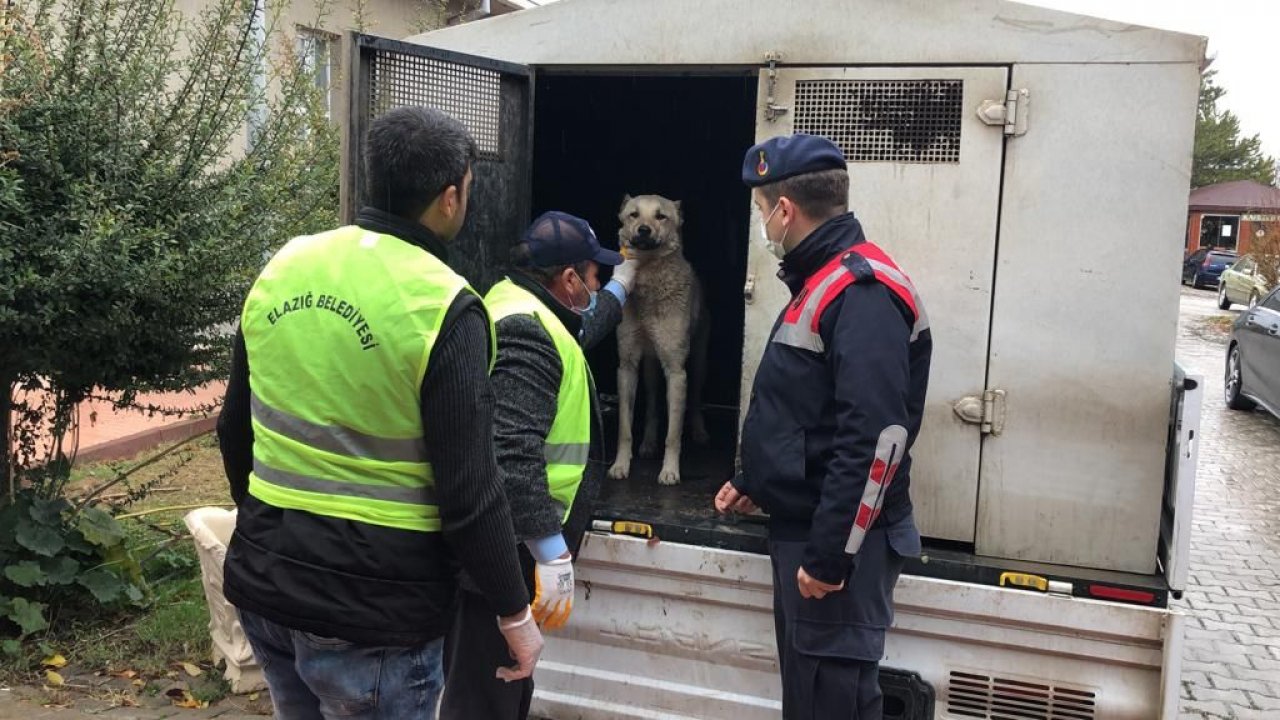 Köpeği kamyonetin arkasına bağlayıp sürükleyen sürücüye gözaltı
