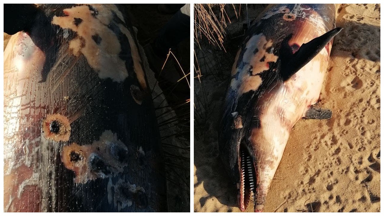 Balıkesir'de bir yunus, tüfekle vurularak öldürüldü