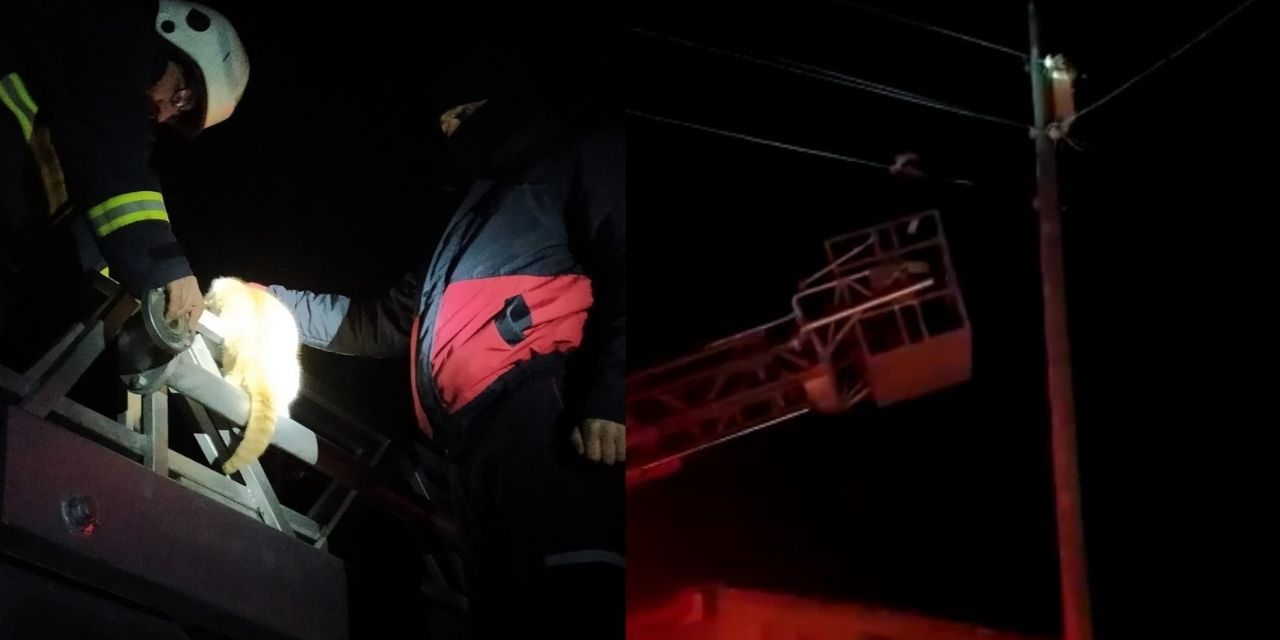 Elektrik direğinde mahsur kalan kediyi itfaiye kurtardı
