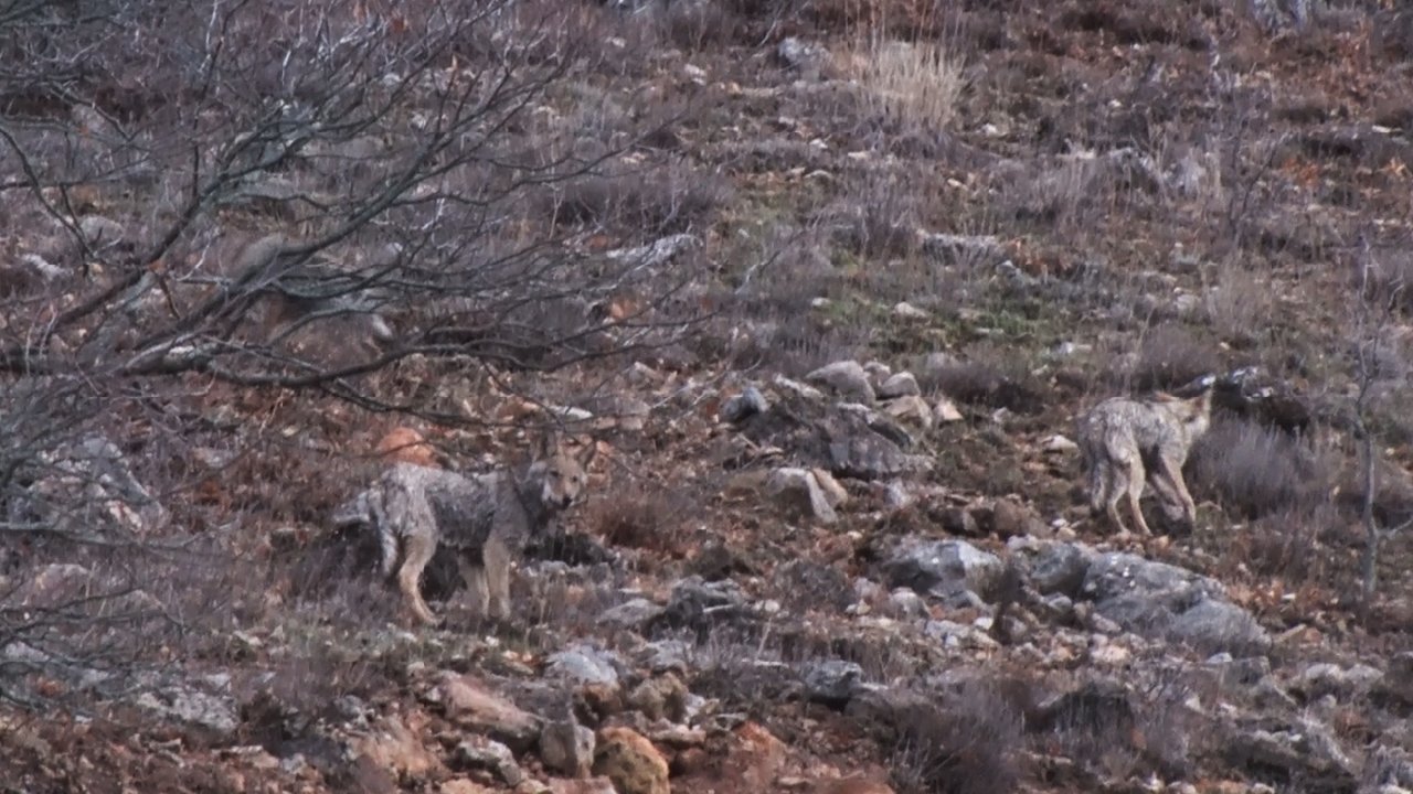Tunceli'de aç kalan kurtlar dağlardan indi
