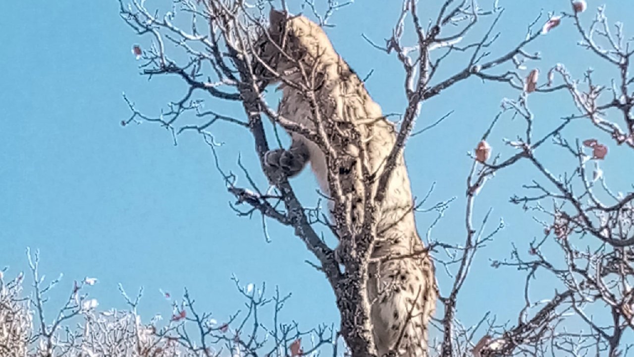 Nesli tükenmekte olan vaşak, kangallardan kaçıp ağaca tırmandı