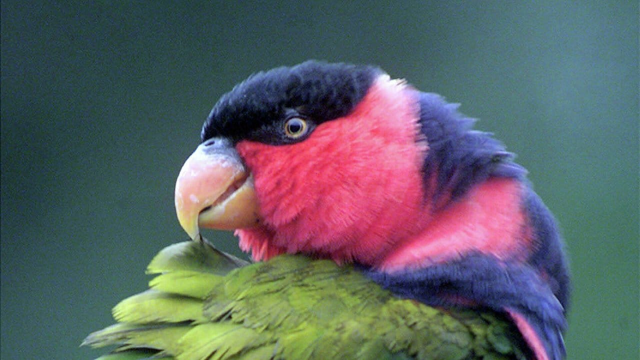 Mangodan sarhoş olan papağanların hayatları tehlikede