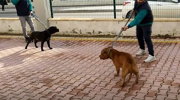 Antep'teki pitbull saldırısıyla ilgili 3 kişi tutuklandı