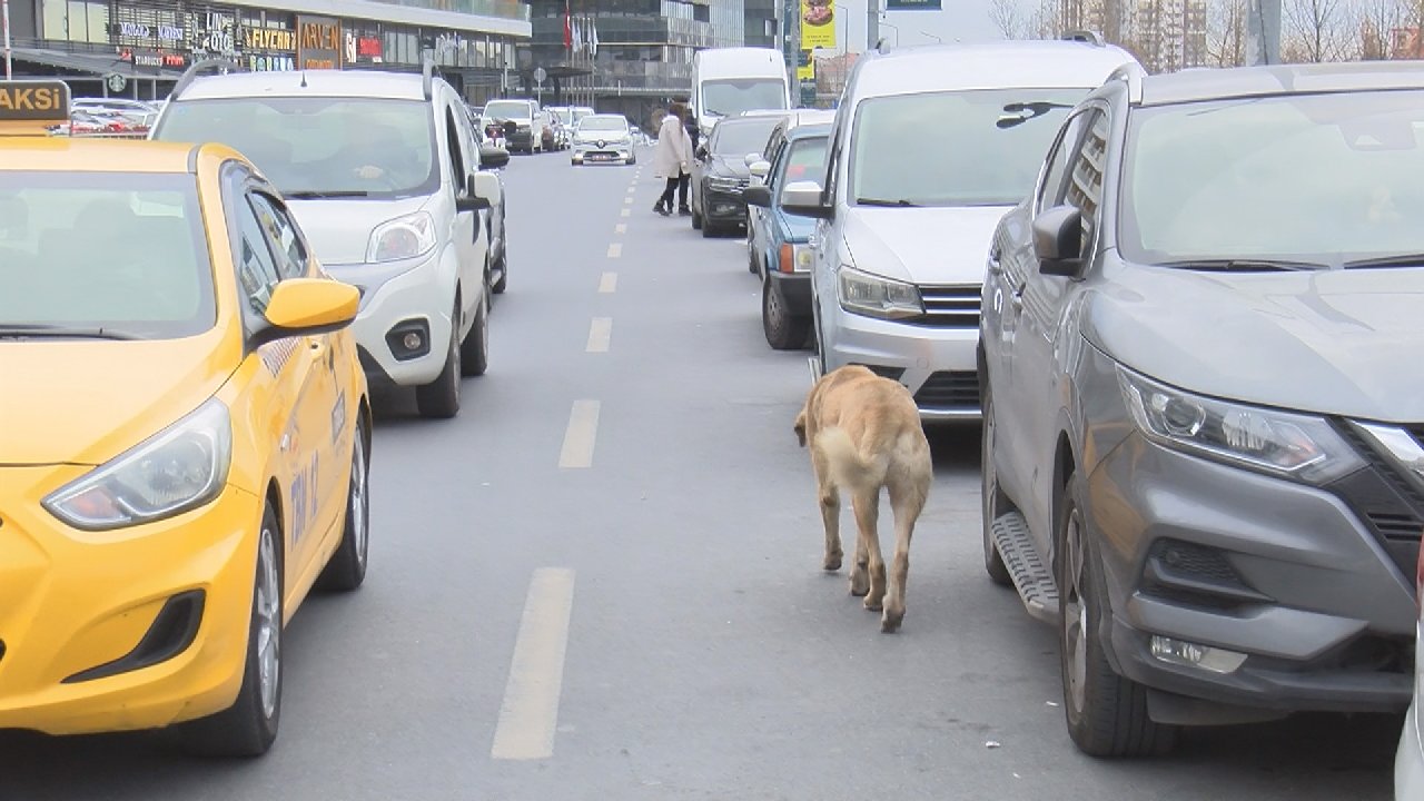 Aracınızla bir hayvana çarparsanız veteriner ücreti sigortadan
