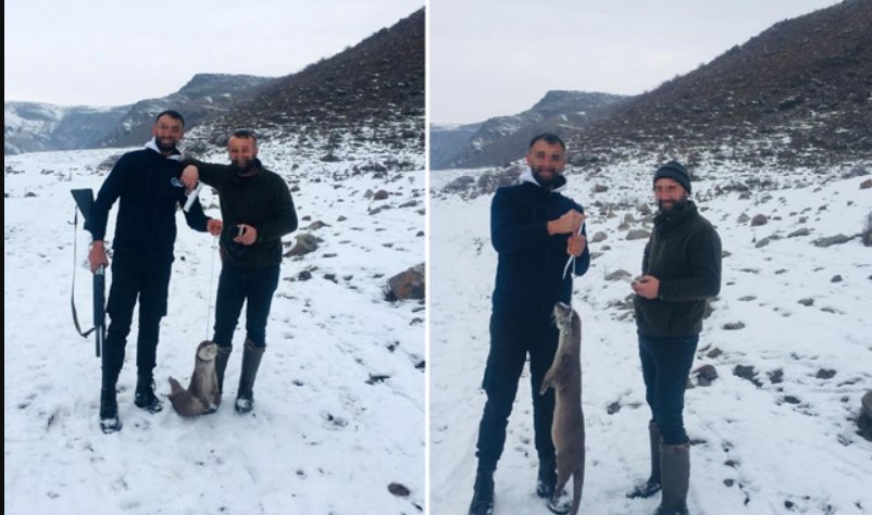 Koruma altındaki su samurunu avlayanların izini sürüp, ceza almalarını sağladı