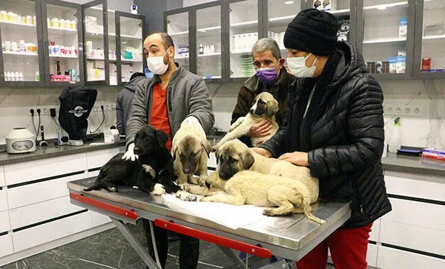 Ankara'da can çekişirken bulunan 9 köpekten 4'ü öldü