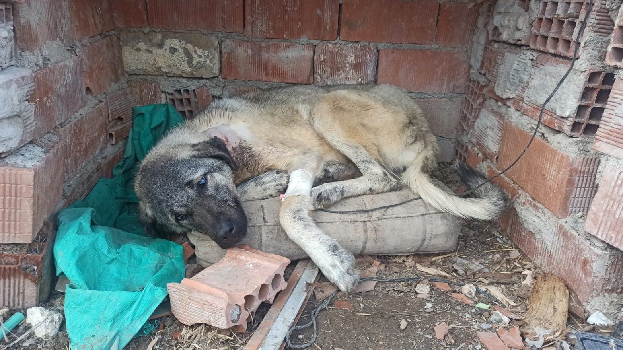 Komşusunun köpeğini vurdu