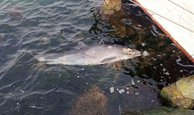 Sahile vurmuştu! Kurşunlanarak öldürüldüğü ortaya çıktı!