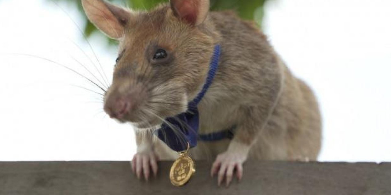 Kamboçya’nın ödüllü mayın avcısı faresi Magawa, öldü