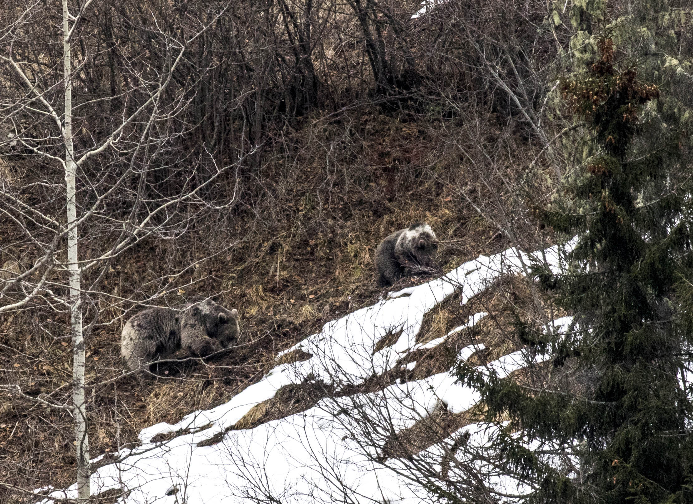 Doğu Karadeniz’de ayı popülasyonu artınca ‘Dikkat’ uyarısı geldi