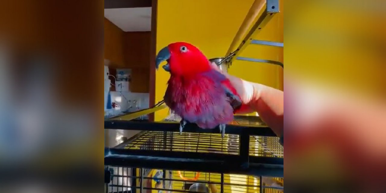 iPhone zil sesini taklit eden papağan viral oldu