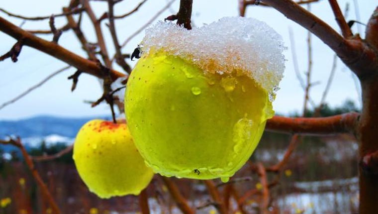 Kazdağları'nda elma ağaçlarında kar güzelliği