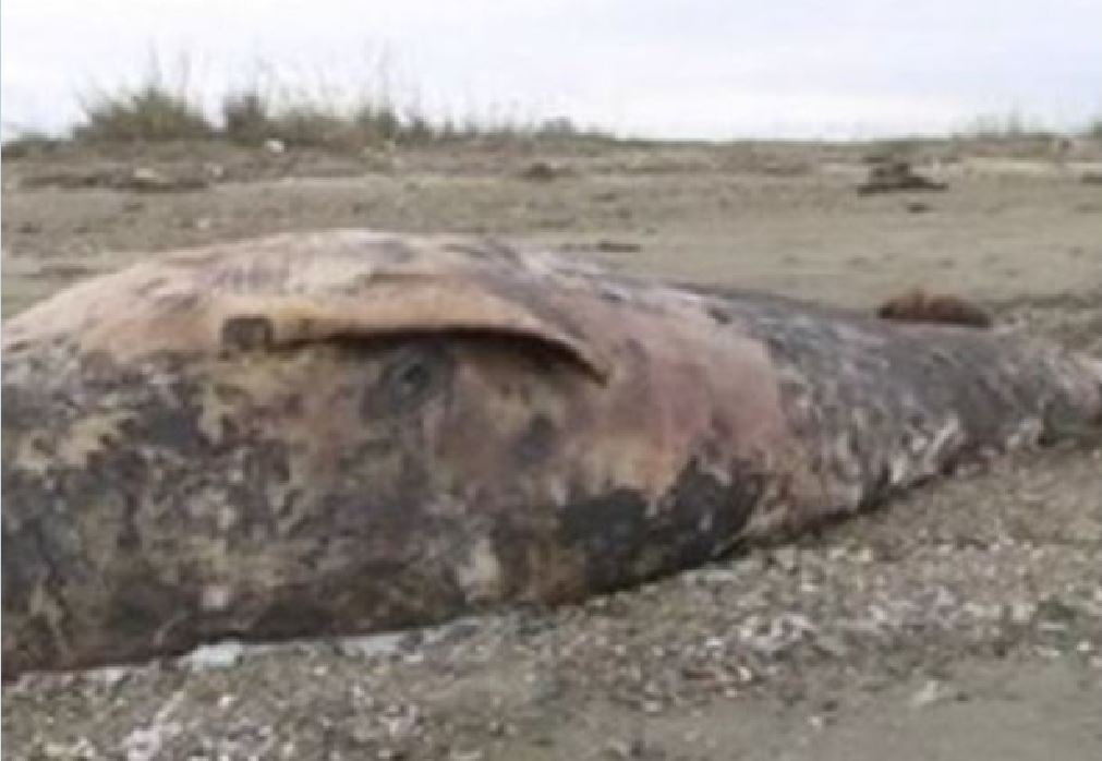 Apalo sahilinde 6 metrelik balina karaya vurdu!