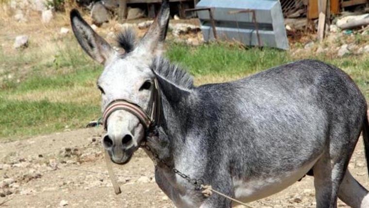 Kadın ve çocuğu ısıran eşek kuduz çıkınca köy karantinaya altına alındı