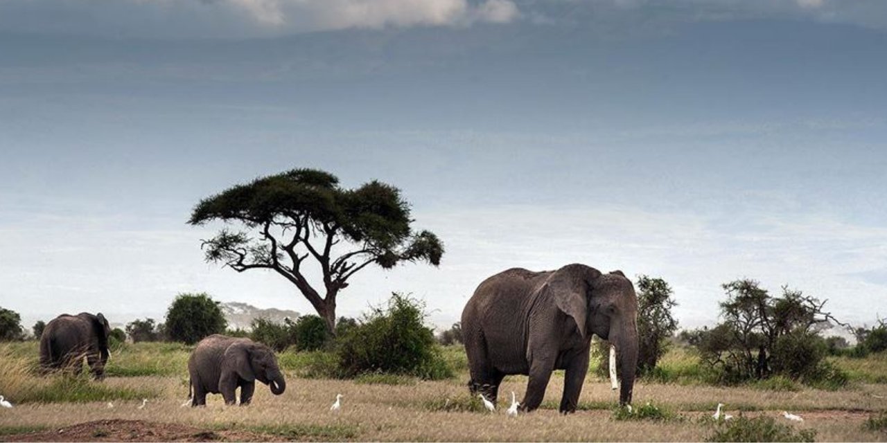 Uganda'da fil, araçtan inen bir turisti çiğnedi