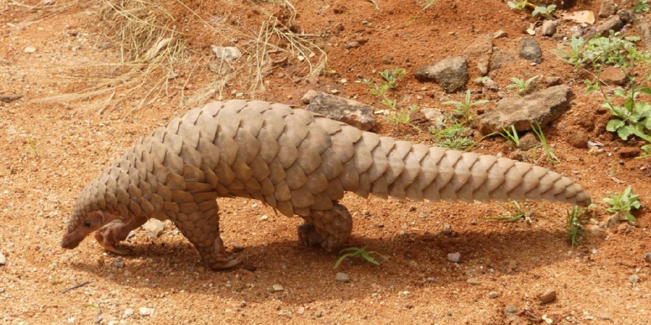 Kongo'da pangolin kaçırıp fidye istediler