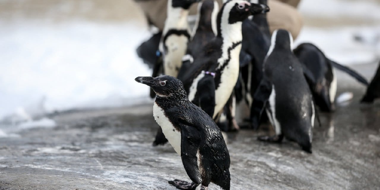 Eşcinsel penguenler çocuk sahibi oldu