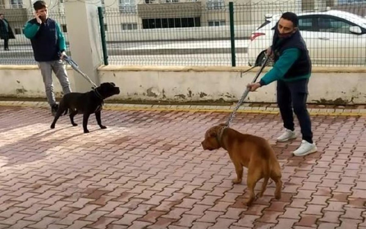 Asiye’ye saldıran köpekler iddianamede silah sayıldı alınmıştı