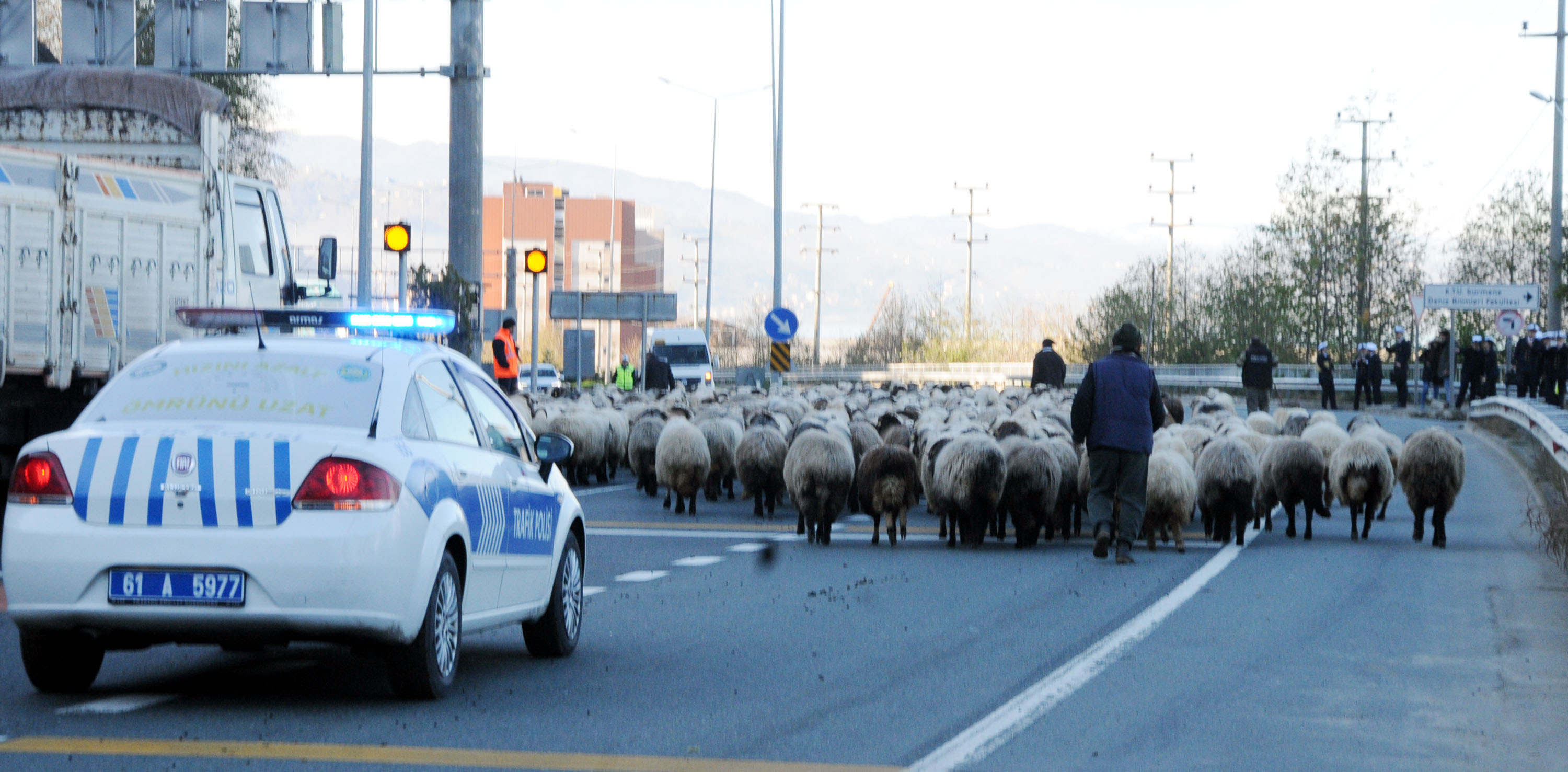 Koyun sürüsü ile karayoluna girdi, trafik karıştı
