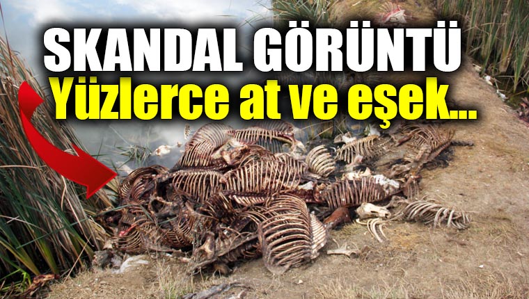 Adana'da yüzlerce at ve eşek kafası ile kemikleri bulundu
