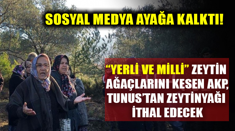 AKP, "yerli ve milli" zeytin ağaçlarını kesip Tunus'tan zeytinyağı ithal ediyor!