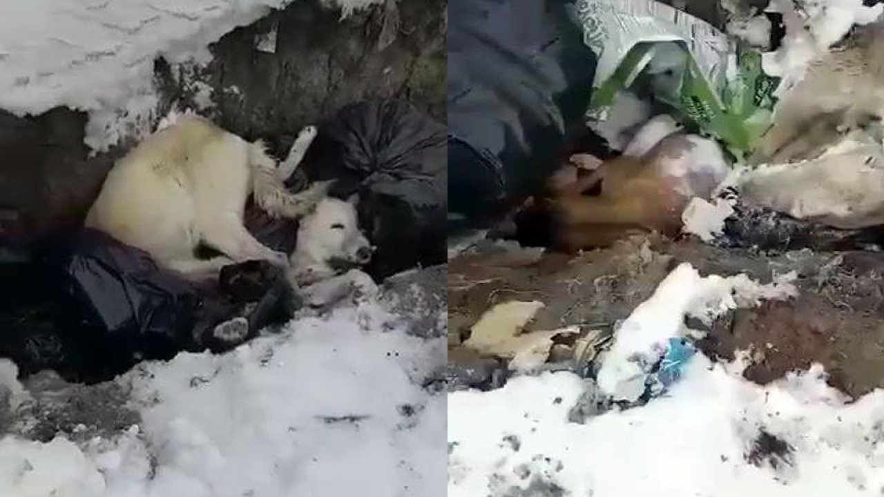 Erzincan'da çöp alanındaki ölü köpeklerle ilgili soruşturma