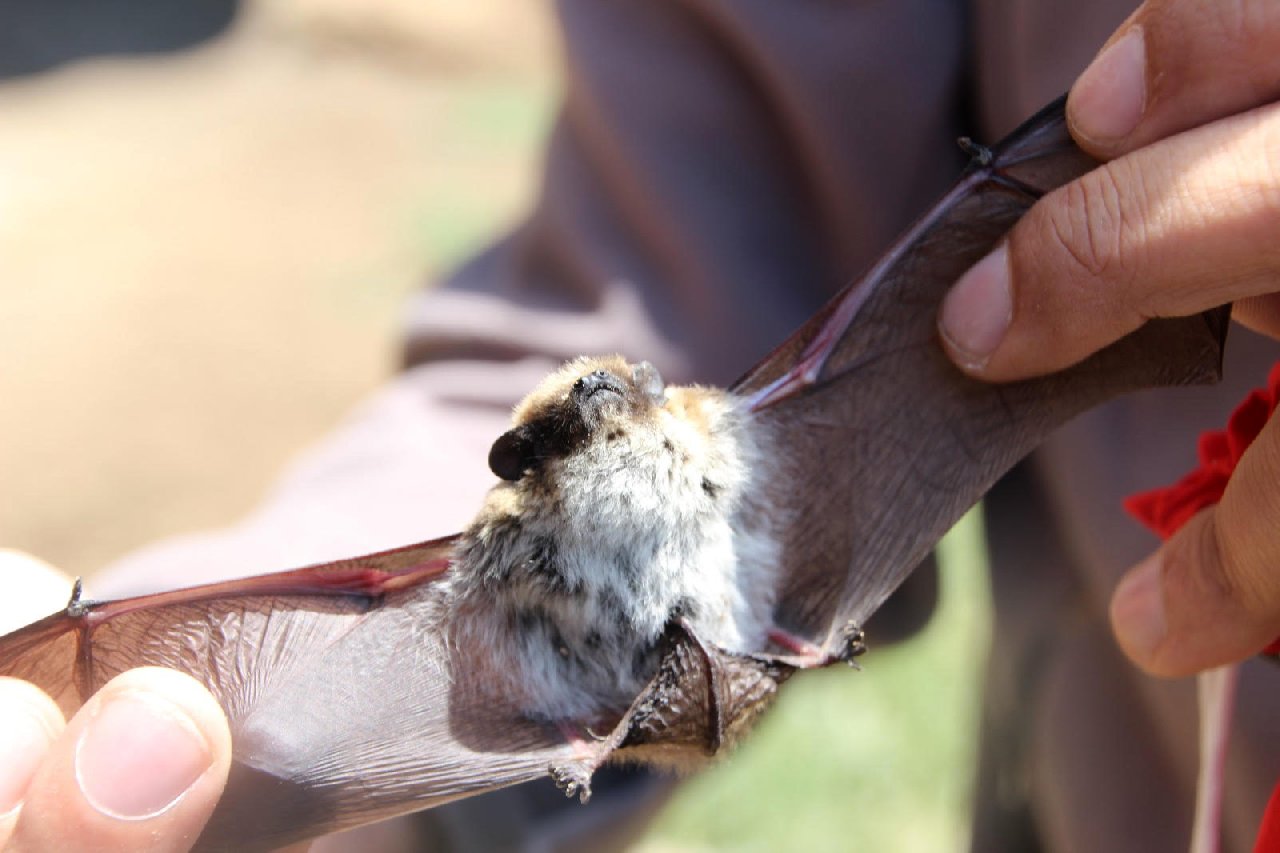 Nesli tehdit altındaki alaca sansar ve cüce yarasa Salda Gölü'nde