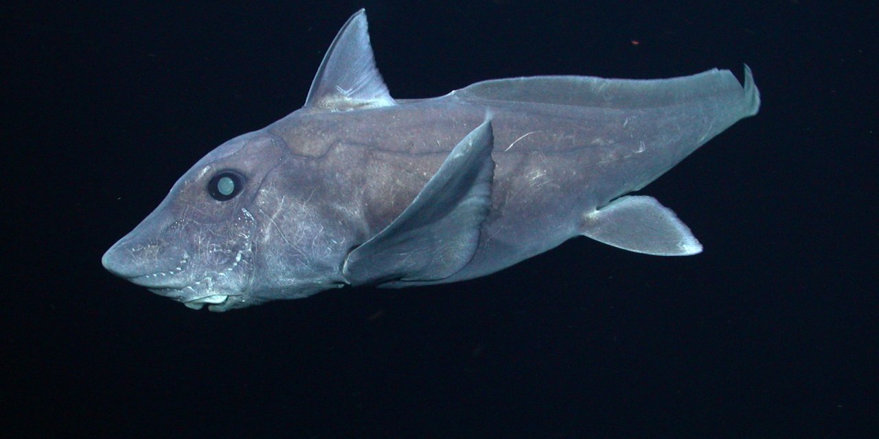 Yeni Zelanda'da ender görülen 'hayalet köpekbalığı' yavrusu bulundu