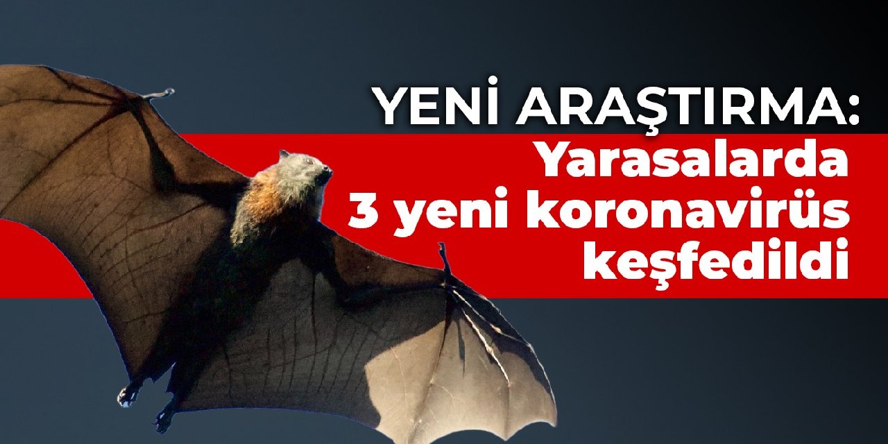 Yeni araştırma: Yarasalarda 3 yeni koronavirüs keşfedildi