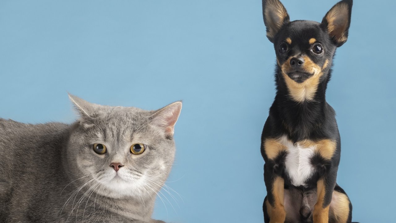 İşte 2021’in en popüler kedi ve köpek isimleri
