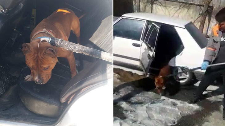 Pitbull ihbar edildi: 14 bin 982 TL ceza kesildi