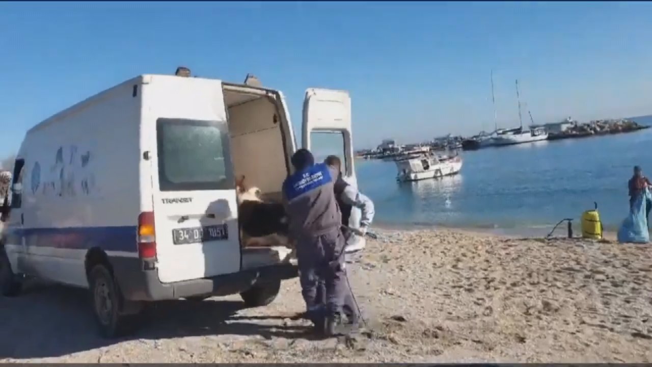 Bakırköy'de sahipsiz köpek gerginliği