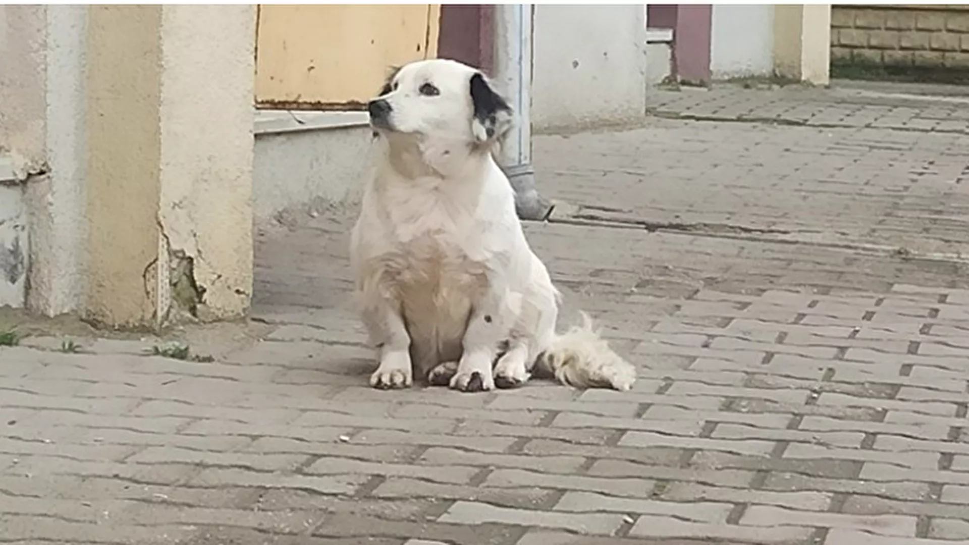 Yavrusu çalınan köpek, yemeden içmeden kesildi