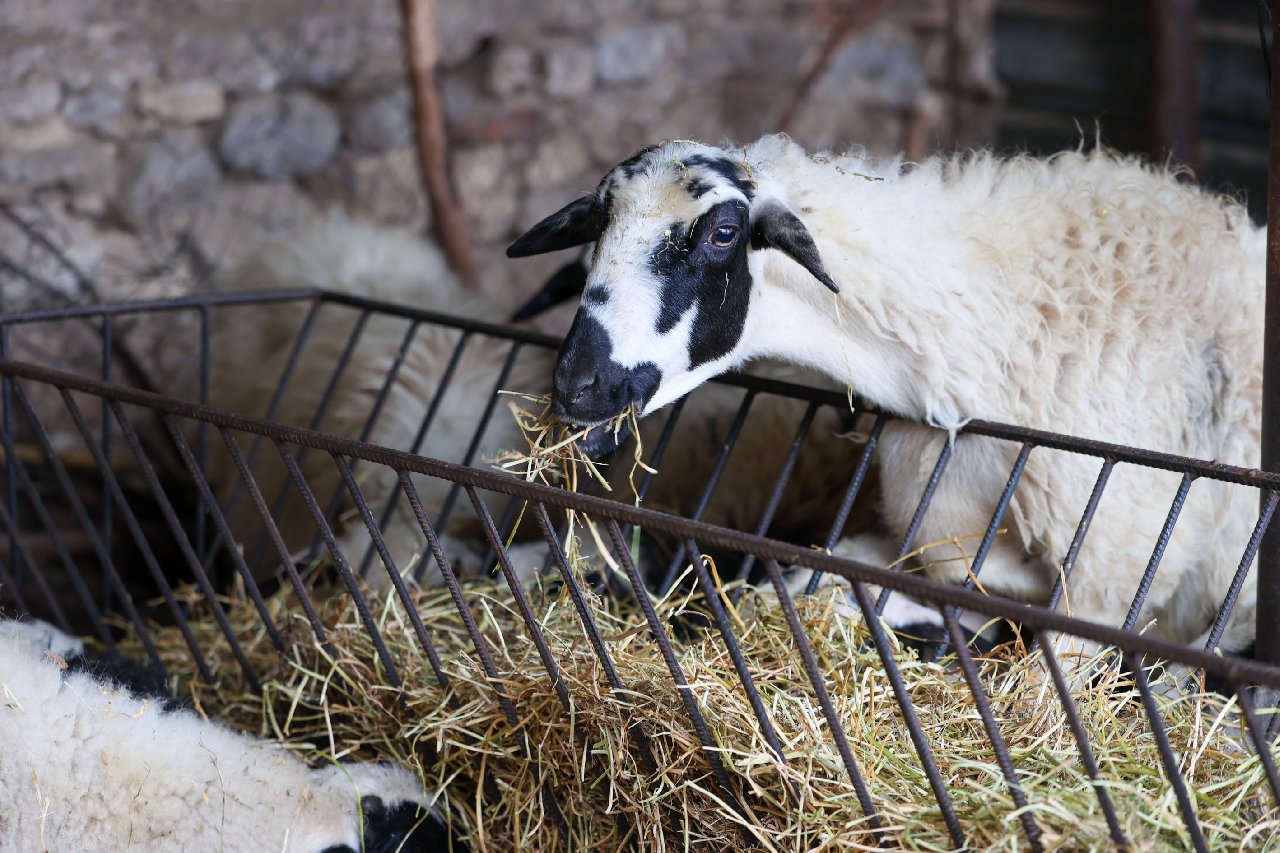 Buca Belediyesi’nden çiftçiye arpa desteği