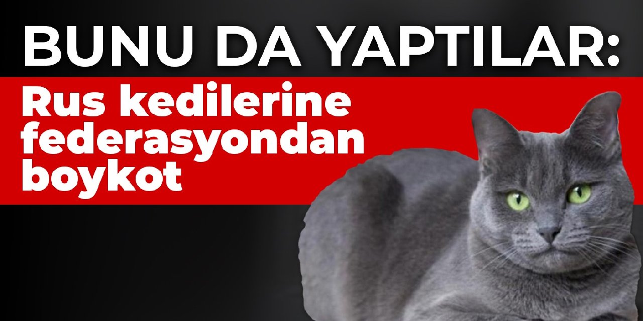 Bunu da yaptılar: Rus kedilerine federasyondan boykot