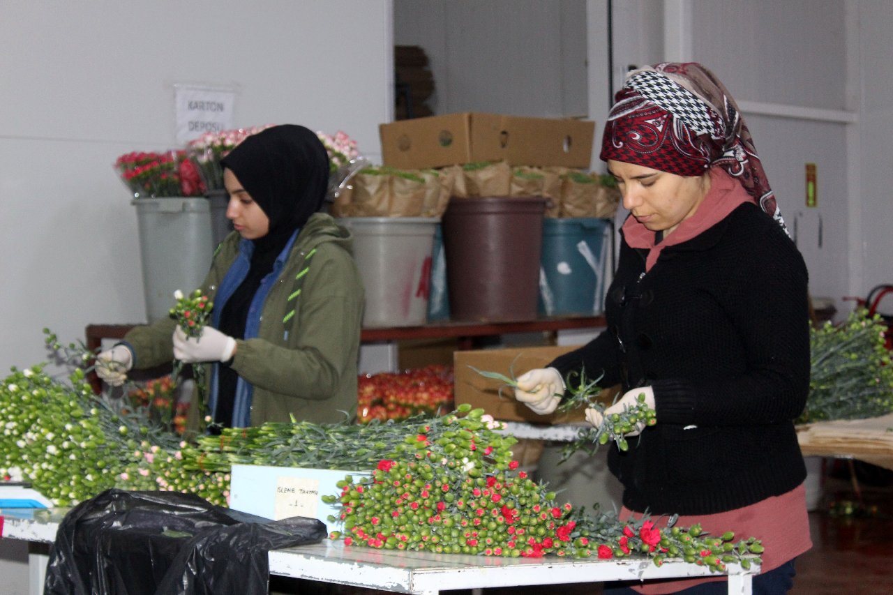 Antalya'dan 25 ülkeye 60 milyon çiçek ihraç edildi