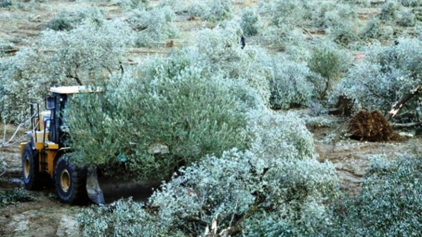 CHP'li isimden zeytinlik çıkışı: Hemen iptal edilmeli