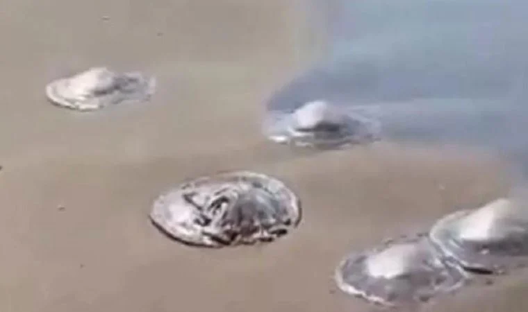 Uzmanlar tehlike için uyardı! Sahile vurdular