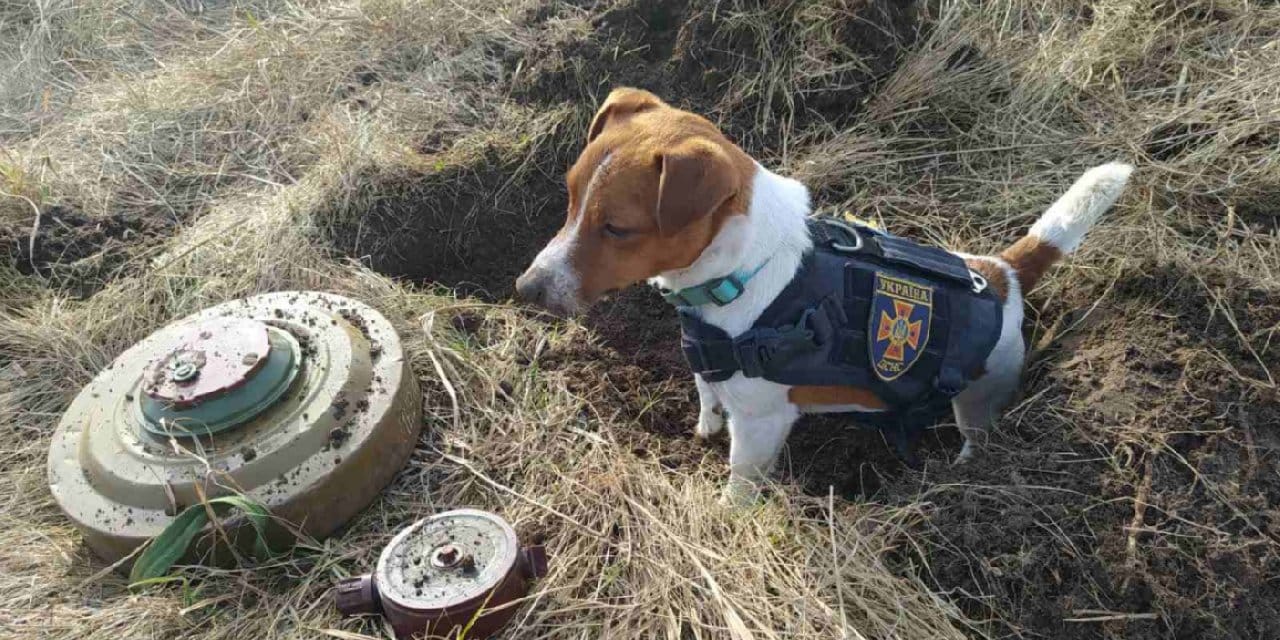 Bomba arama köpeği 'Patron' Çernihiv'in maskotu oldu