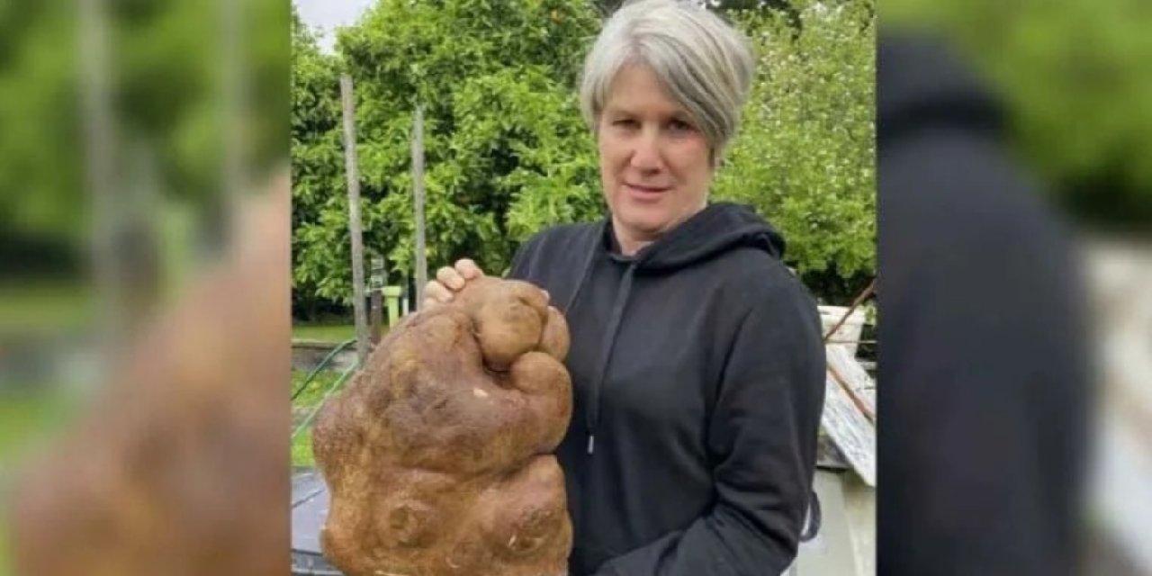 Dünyanın en büyük patatesi sanıldı, Guinness'ten geri dönü: Patates değilmiş