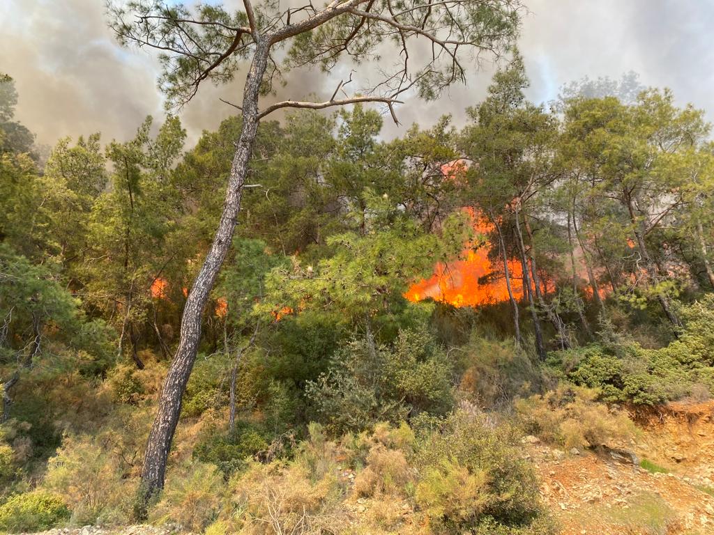 Fethiye'deki orman yangını kontrol altına alındı