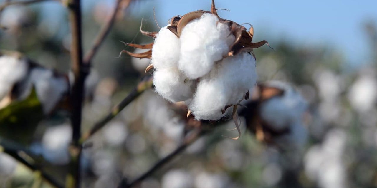 Böyle vurgun görülmedi! Pamukla devleti dolandırmışlar!