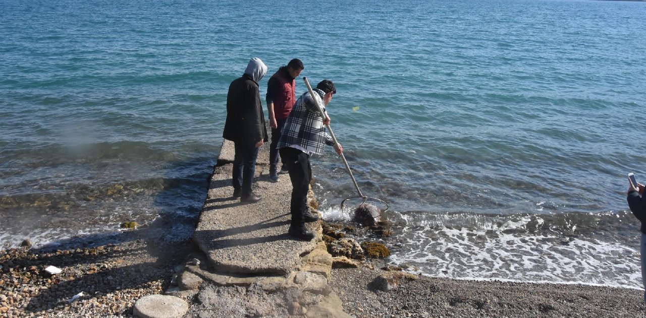 Bodrum sahilinde ölü careta caretta bulundu