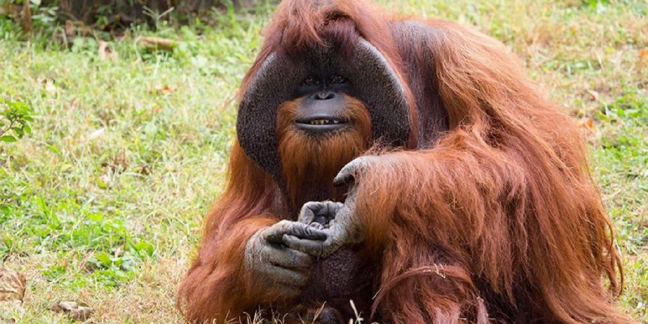 Orangutanlar havalı olmak için argo kullanıyor