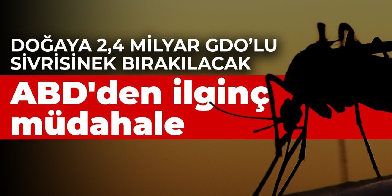 ABD'den ilginç müdahale: Doğaya 2,4 milyar GDO’lu sivrisinek bırakılacak